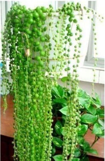 养花试试这几款,花开繁盛花香怡人,长长垂下来,变成瀑布太漂亮