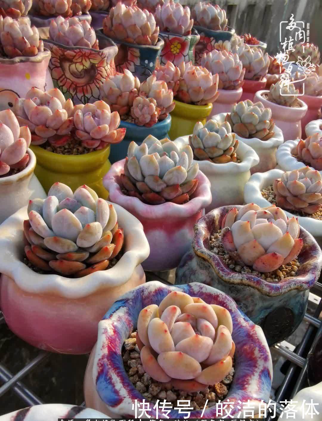 百度|我与多肉那些不得不说的故事!