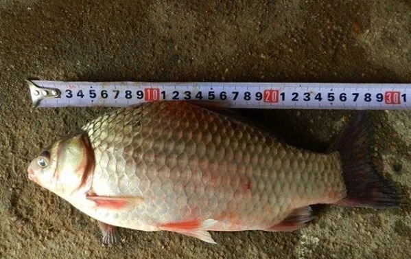 秋天用饵，从来不含糊，商品饵加点它，大鲫鱼不是一般的好钓