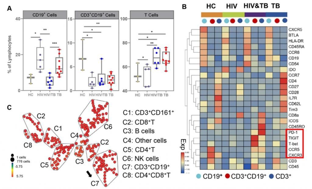 深圳三院卢洪洲教授团队揭示艾滋合并结核患者中CD3+CD19+淋巴细胞新亚群及功能|深晚报道 | 淋巴细胞