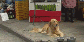 |搞笑动图：快乐跳舞的小家伙，萌萌哒！