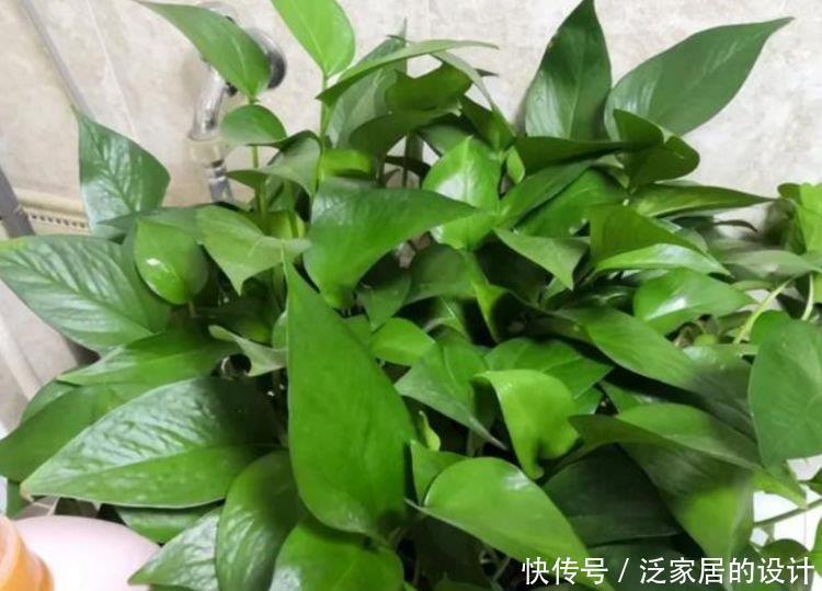 种花|4种花最适合养卫生间,没有阳光照样疯长,除异味、美环境