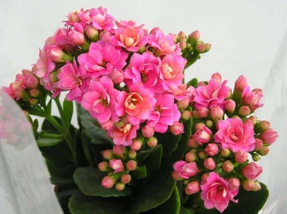 骨粉|养君子兰、长寿花,盆里撒点“万能肥”,新芽猛长,呼呼开花!