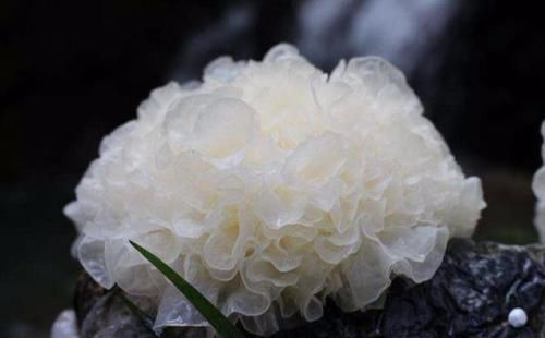 保命|女人养肝就是保命,以下食物,可轮着吃,养肝护肝,早了解早受益