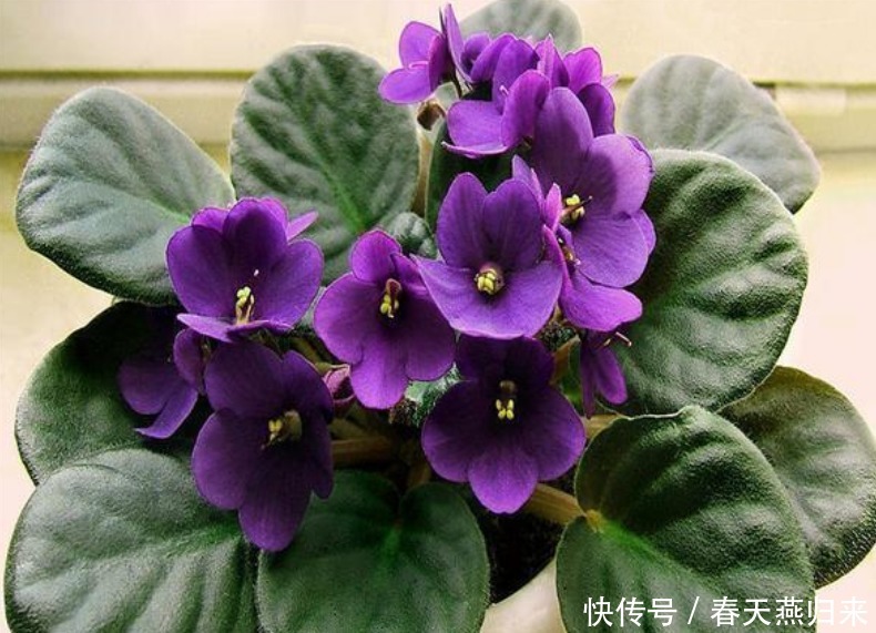 5种花，耐热又耐冷，四季都有花赏，满屋子飘香，南北方都能养！