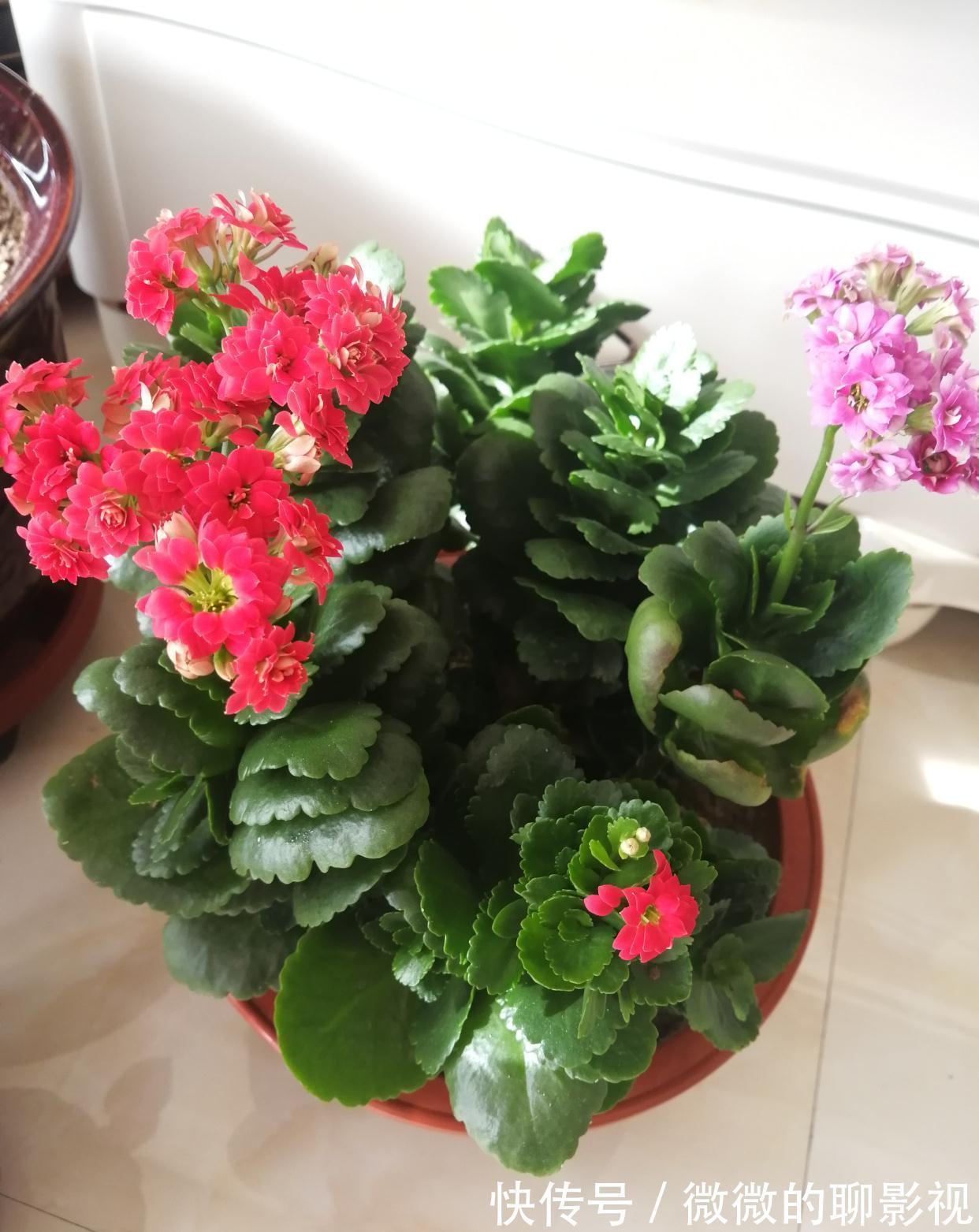 5种公认的富贵花，适合养客厅，贵气又吉祥，有钱人家都爱养