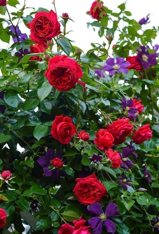 弯路|花都是浇死的,给花浇水有门道,教你这三点,以后养花少走弯路!