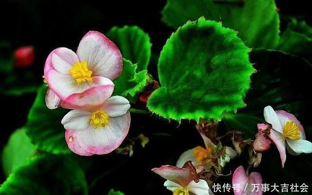 秋海棠|卫生间适合养什么花推荐几种好活耐湿花,净化空气没异味