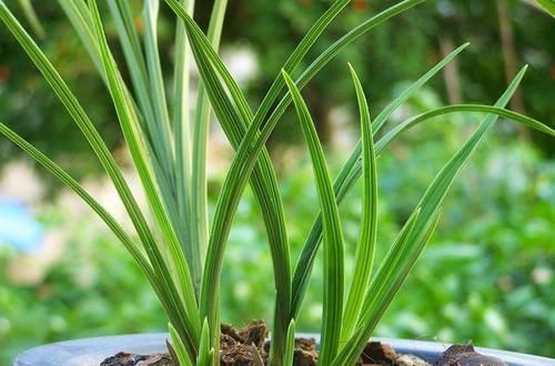 这三种花不爱喝水没事多晒晒，憋出一圈大花苞，越养越贵气