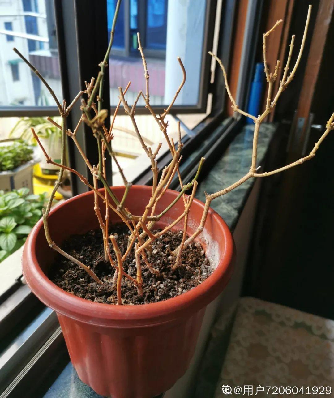 花苞|公认难养的花,养一盆死一盆,从来没有养活过!
