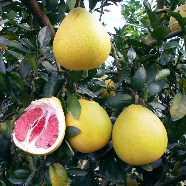 吃完的橘子皮,柚子皮,不要丢,切碎装瓶子里,秒变天然肥