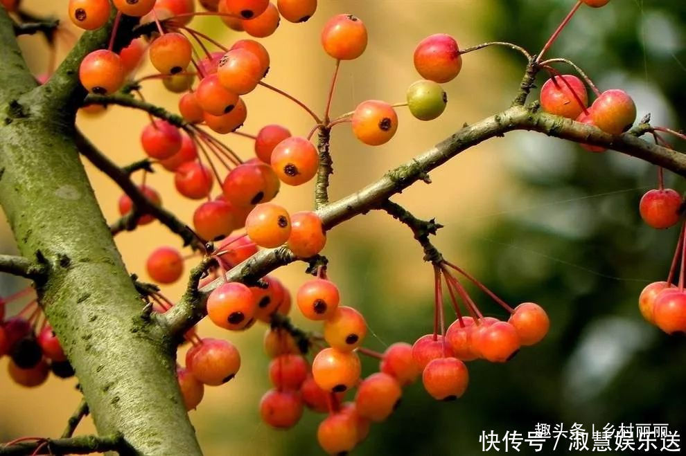 果实|山里的野果是农村童年最珍贵的零食,吃过的至少是90后