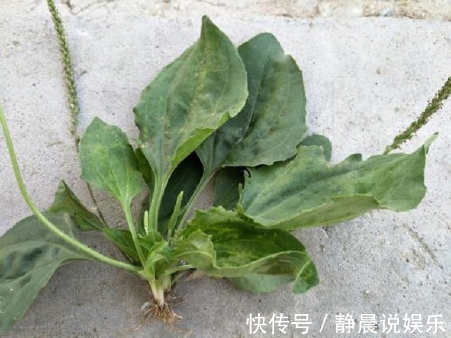 肥胖|车前草治湿气,一治一个准,4天痊愈不再反复