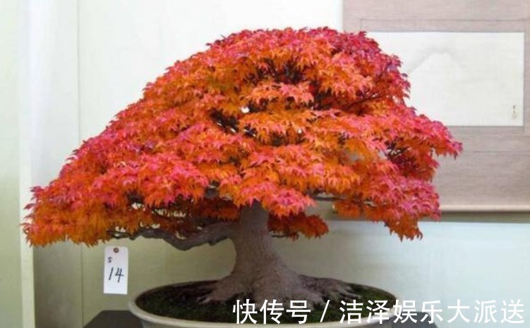 枫树|这“几种花”很便宜，养成“盆景”后，变身为“高价”盆栽！