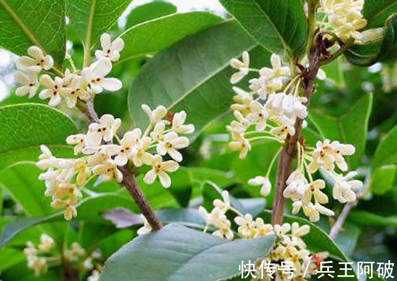 古人@民间俗语“院中有五树,子孙一直富”,说的都是哪些树?有何道理