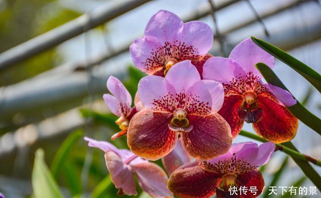 曾经看过了几种兰花?来这里可以让您大开眼界