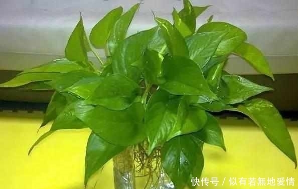 适合水培6种的植物,新手也不担心会养死,你会选哪种?