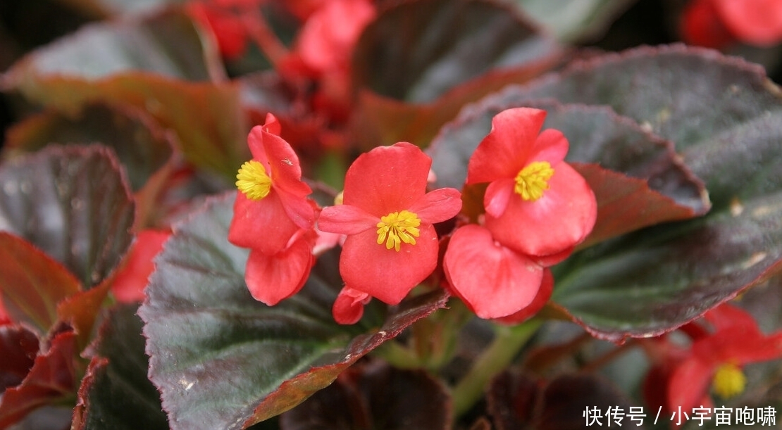 冬天最容易养的六种花，现在正开花，花大又艳，邻居串门直夸好看