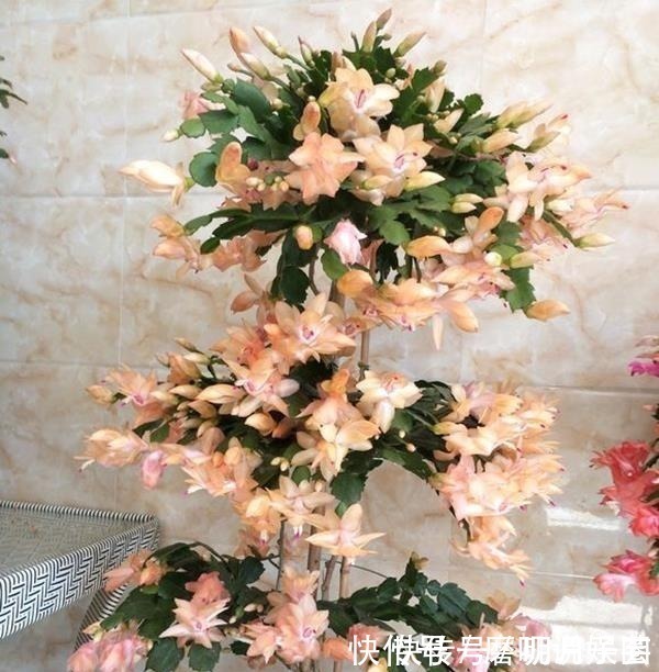 什么生根水、生根粉,通通都比不上这种油!盆里倒一点,花草疯长