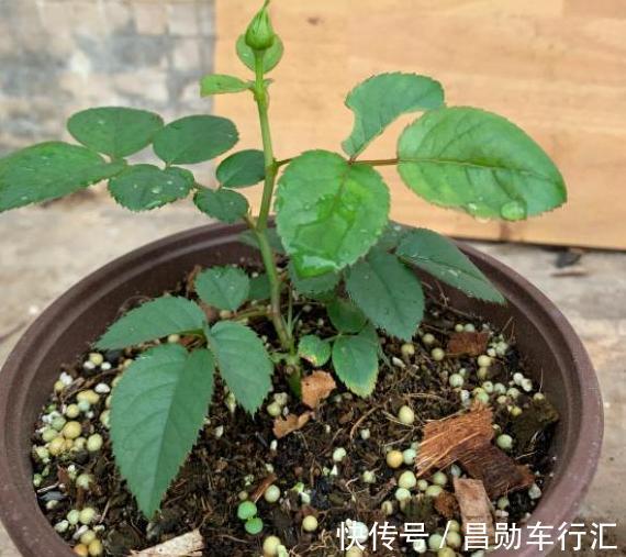 园丁在修剪绿化带里的月季？抓紧捡回家，按这3步扦插育苗