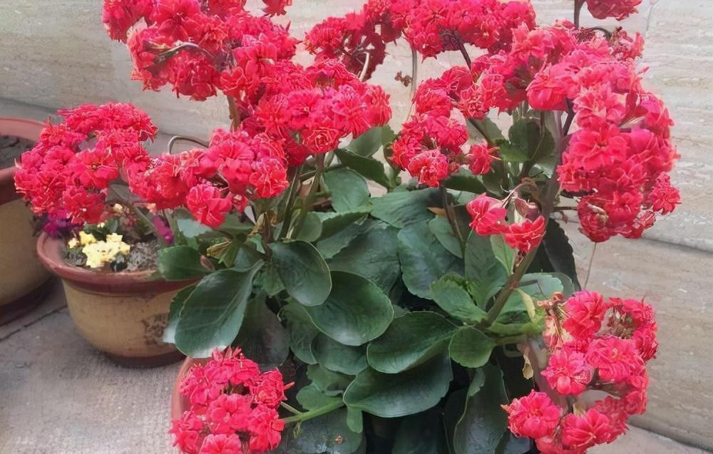 长寿花|冬季花卉花期后怎么养?喂1粒牙药,枝叶、花苞猛窜到春节