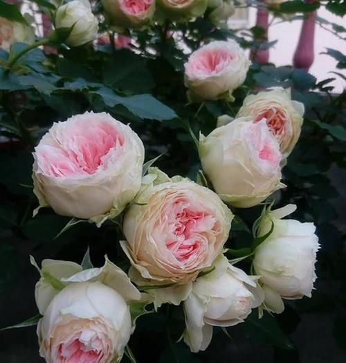  漂亮|此款盆栽月季，开花美香味浓，皮实好养，四季开花，值得拥有