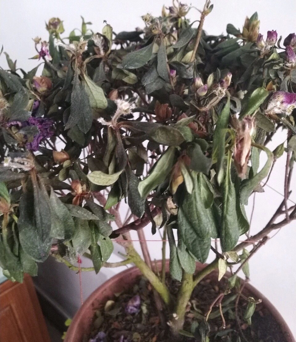 植物|养不好5种植物，就要赶紧“跳坑”，不然买多少、死多少