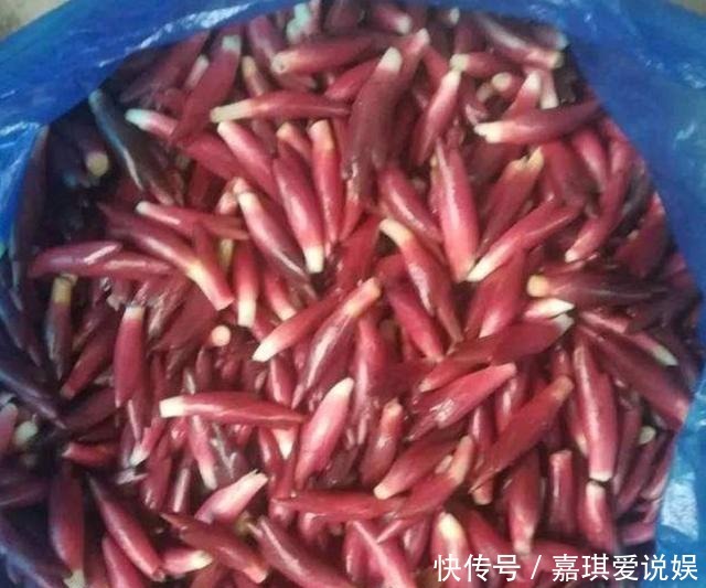 農(nóng)村|這種植物管它叫“亞洲人參”, 我國農(nóng)村遍地是, 卻沒人重視!