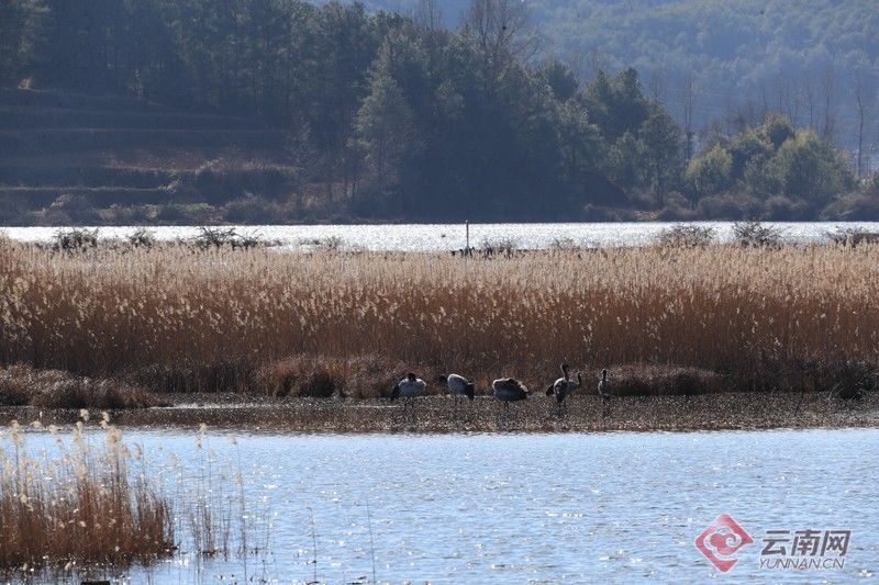 昭通市|云南：巧家马树湿地栖息黑颈鹤达169只