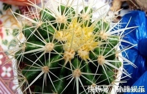 仙人球|5种观叶植物，枝叶优美，家里养一盆，空气更清新，值得拥有！