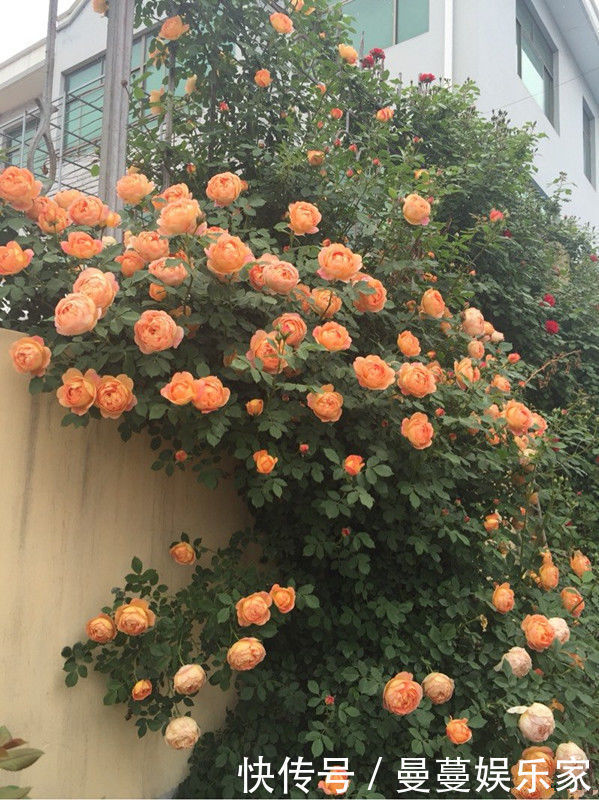 夫人|藤本花卉选“夏洛特夫人”，全年开花，花量丰富，阳台变花园