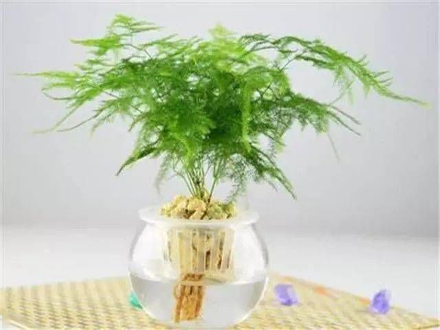 事项|文竹浇水的时候有哪些注意事项应该如何浇水？