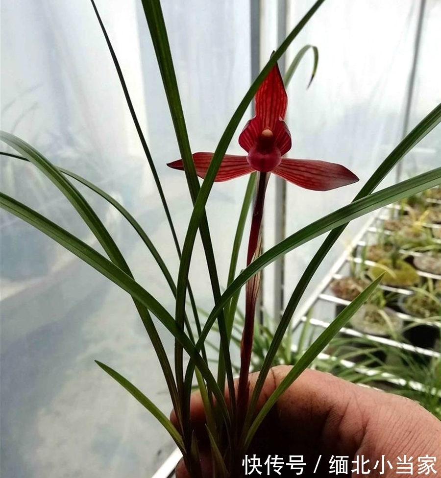 下山兰|别养月季了！此兰是“香花之王”，又美又仙，火了20余年