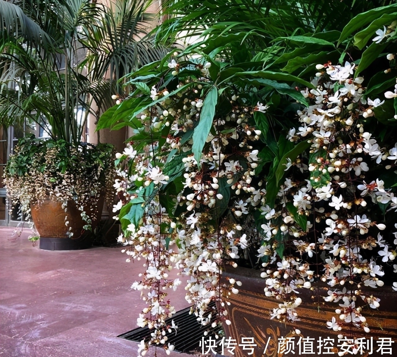 6种“仙气花”,美丽又动人,家里养一盆,就像捡到“大宝贝”