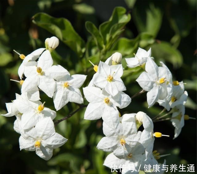 茉莉想多窜芽土里加“一料”,猛窜芽叶绿如绿,开出层叠群花!