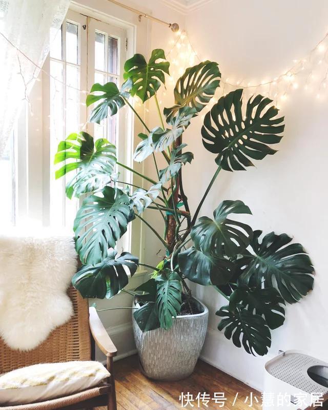 复合肥|公认的“12种耐阴花”,有点散光就能长,花叶俱美有格调