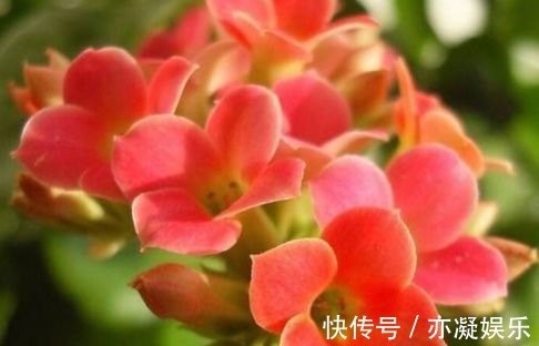 新手养花,不妨试试这几款,比绿萝还好养,郁郁葱葱,四季常开花