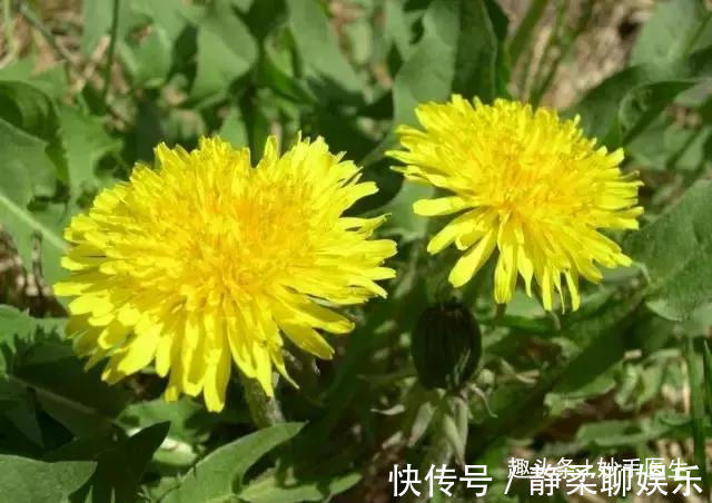 香椿|蒲公英、香椿、榆树钱、白蒿……一种野菜治一种病