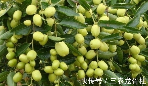 荔枝|养花不如栽果树,试试种几款果树,果子大又甜