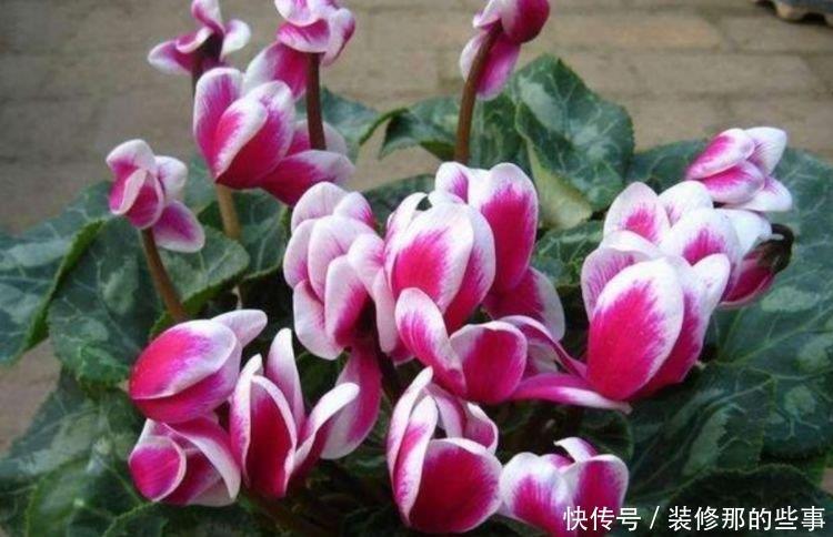 4种花,一养就爆盆,爆成大瀑布,比法国香水还香