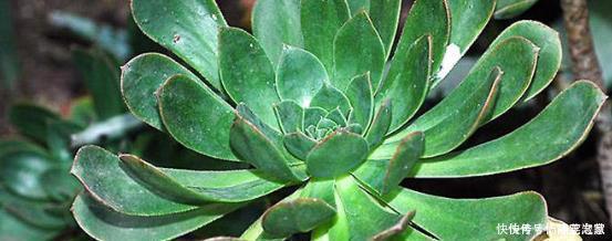 6种大型多肉植物,颜值高好养护,阳台种一盆,大气上档次!