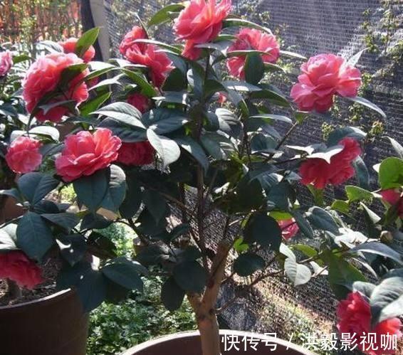 茶花生长,四季有“规律”,秋天这样养,花苞巴掌大,砰砰开大花