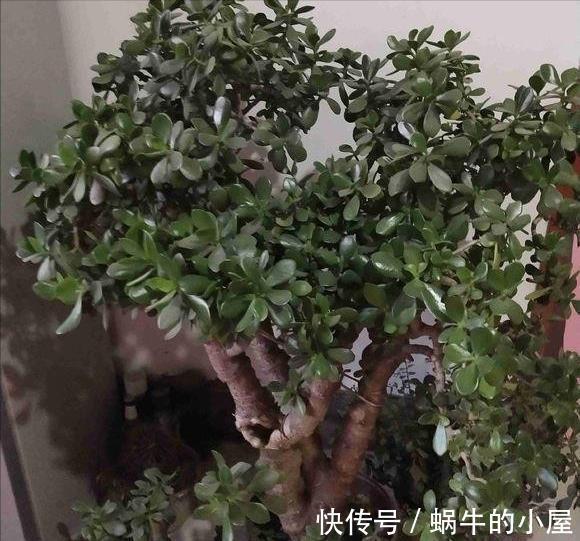 休眠|8种“漂亮花”,就怕暴雨天,淋雨就烂,赶紧搬到屋里去