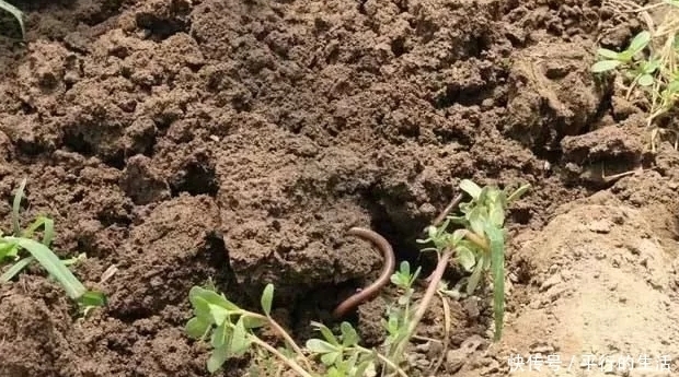 土里掺了这活物，养花20年不烂根，叶子绿又亮！