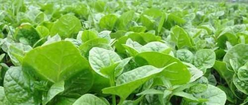 自由基|女性到了中年,常吃3种食物,滋阴补阴,美容消脂,增强皮肤弹性