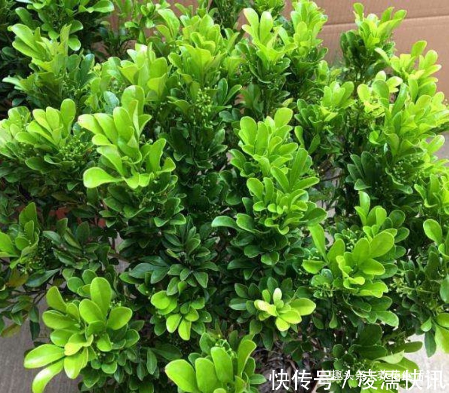 新买的米兰花，没多久就黄叶，需要注意“2点”就能避免