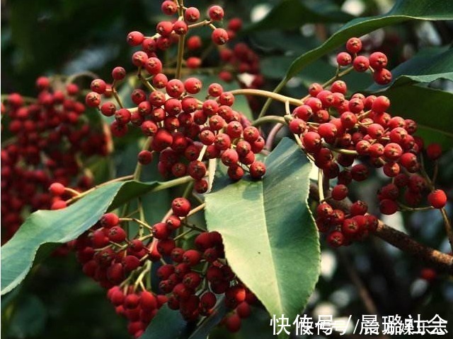 花椒|快告诉家里人每次煮水加几粒它,阳气足了,体质好了,病痛消了