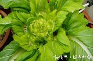 抱子芥|多給孩子吃此菜，排出身體垃圾毒素，視力越來越好，身高蹭蹭的長