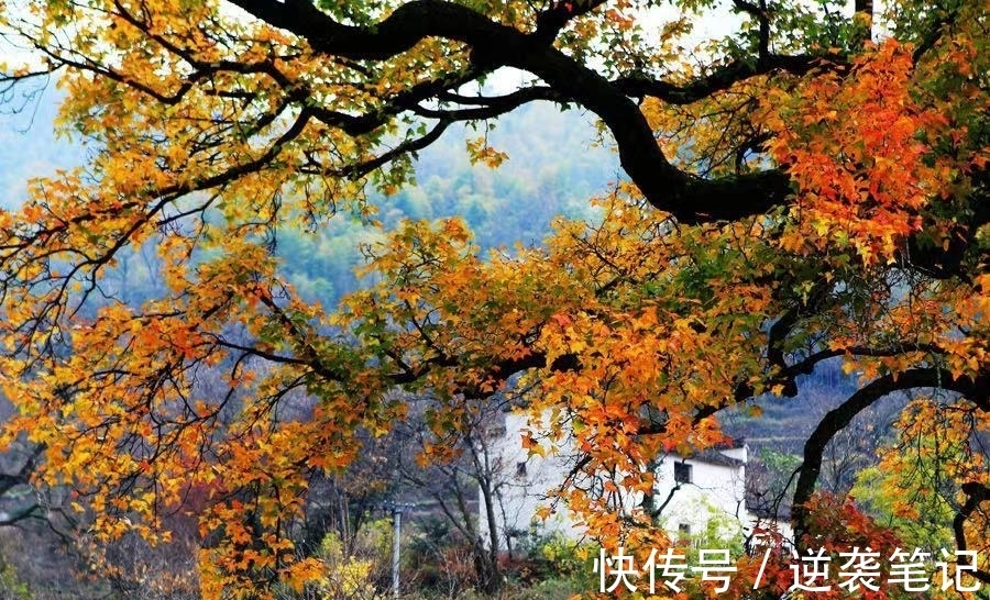 李白|九月,诗意的秋,九月,悲伤的秋