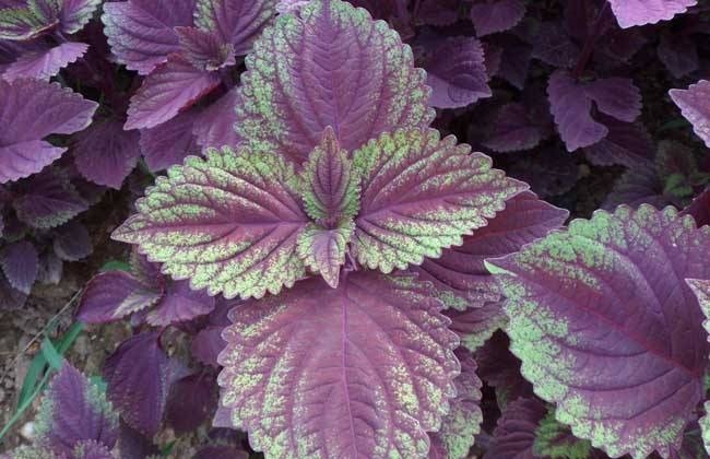 既能吃又能看的植物,一生只用种一棵,以后每年都发芽!